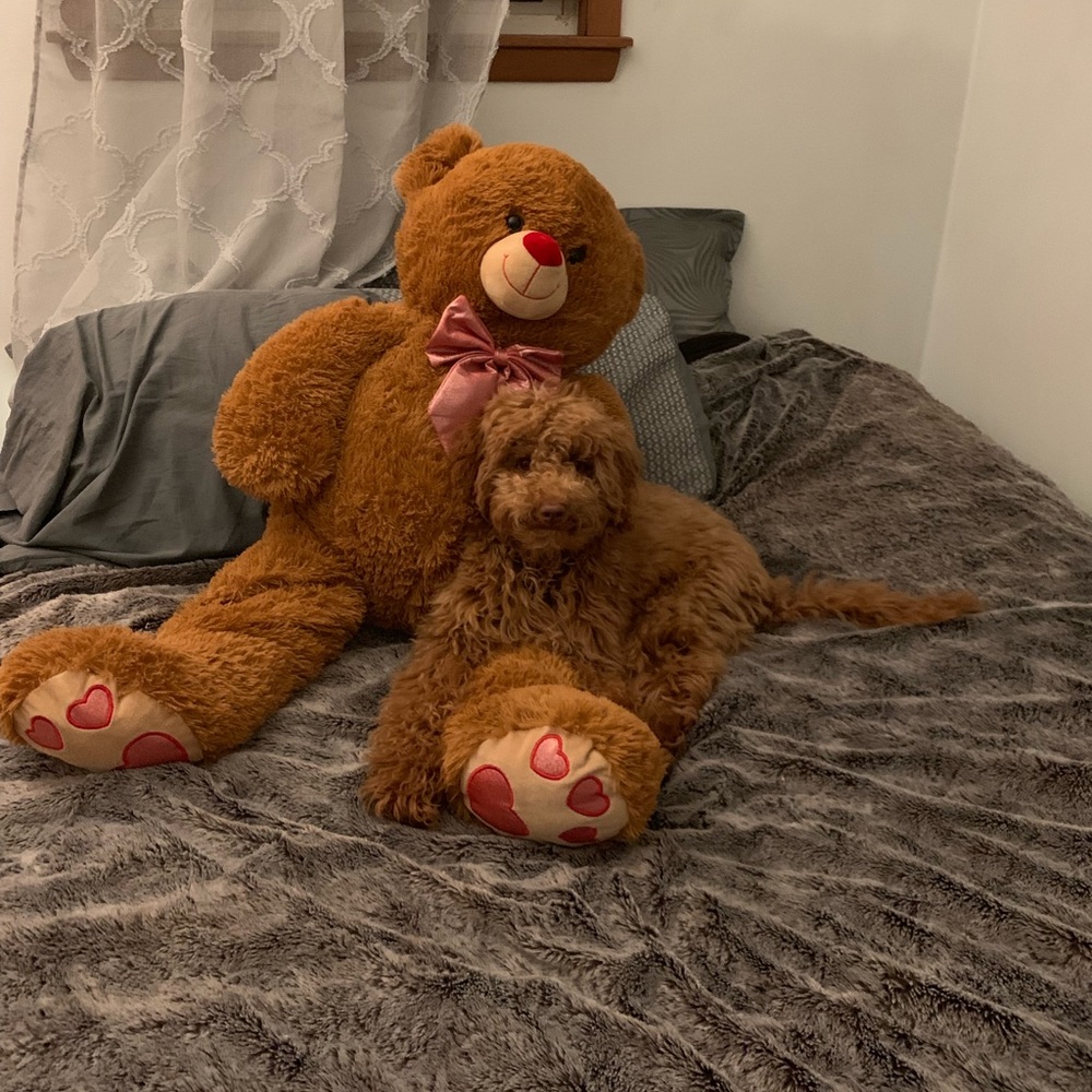 Meet your Posher, Amani